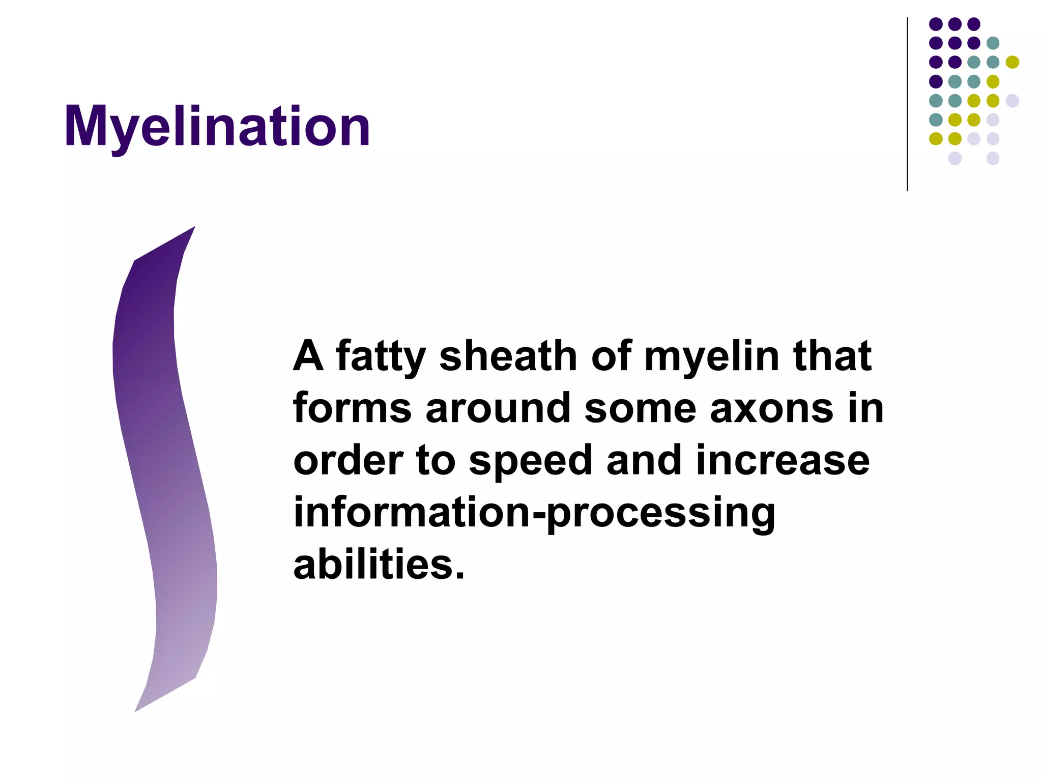 Myelination
A fatty sheath of myelin that
forms around some axons in
order to speed and increase
information-processing
abilities.
 