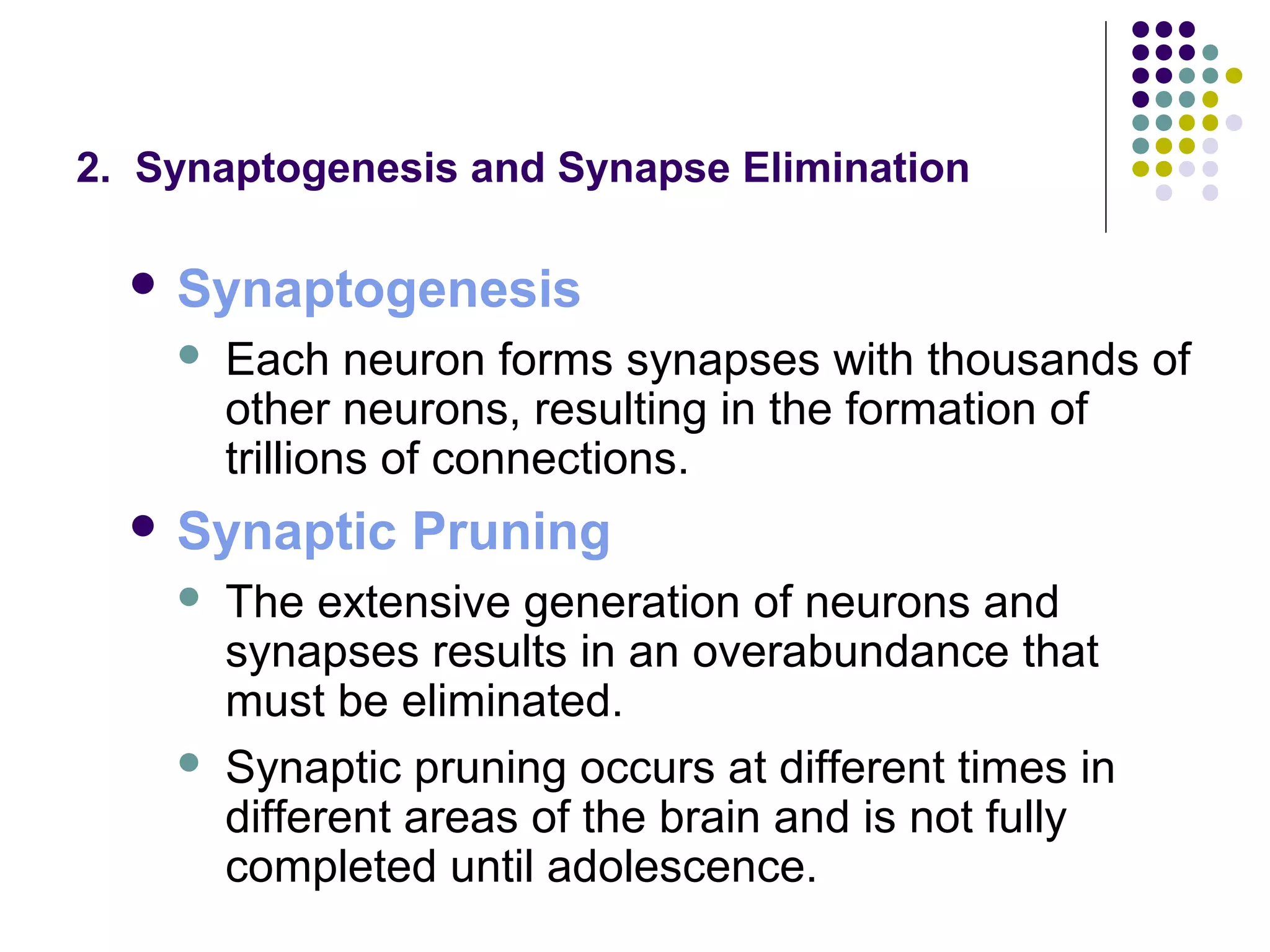 2. Synaptogenesis and Synapse Elimination
 Synaptogenesis
 Each neuron forms synapses with thousands of
other neurons, resulting in the formation of
trillions of connections.
 Synaptic Pruning
 The extensive generation of neurons and
synapses results in an overabundance that
must be eliminated.
 Synaptic pruning occurs at different times in
different areas of the brain and is not fully
completed until adolescence.
 