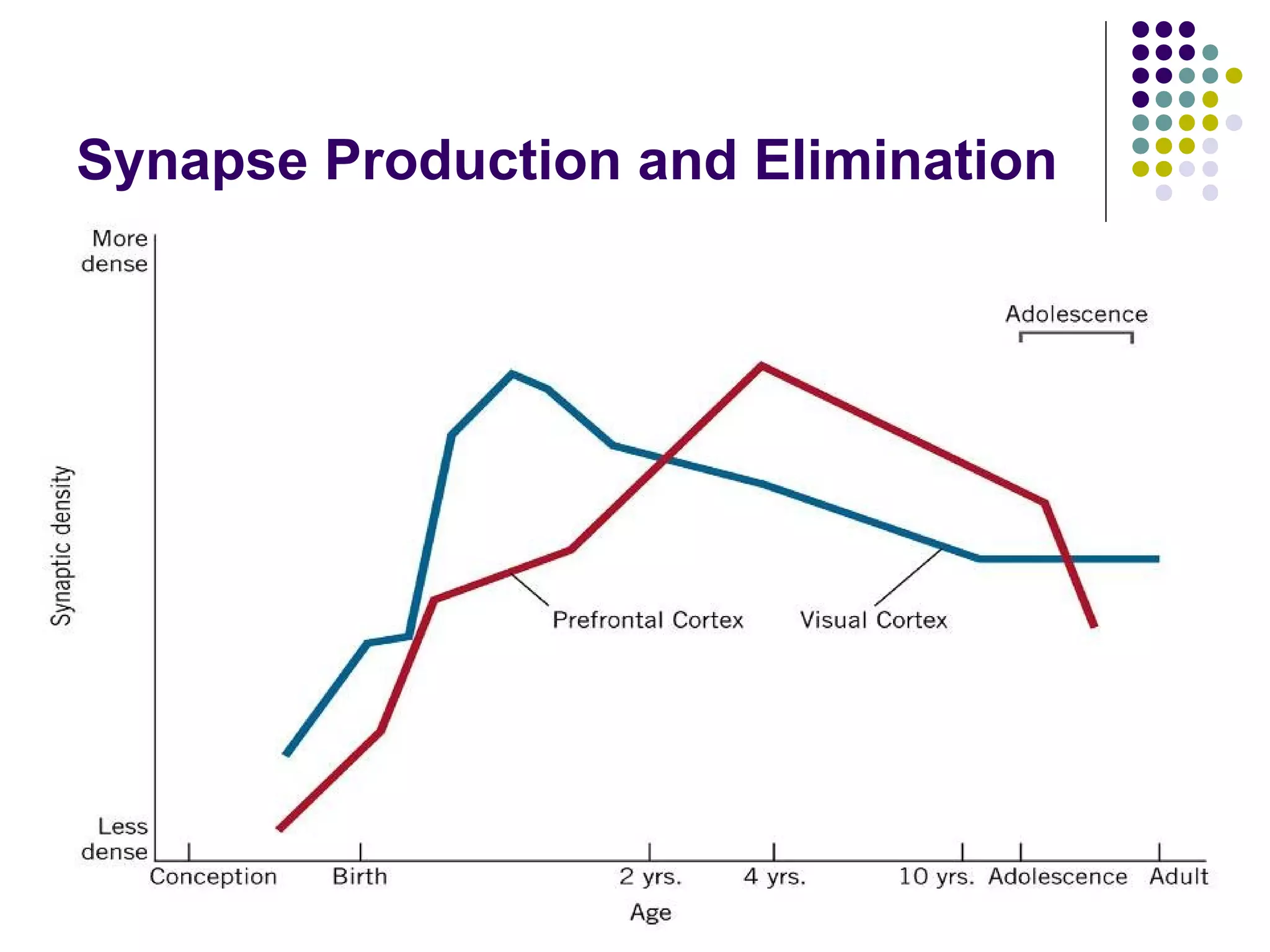 Synapse Production and Elimination
 