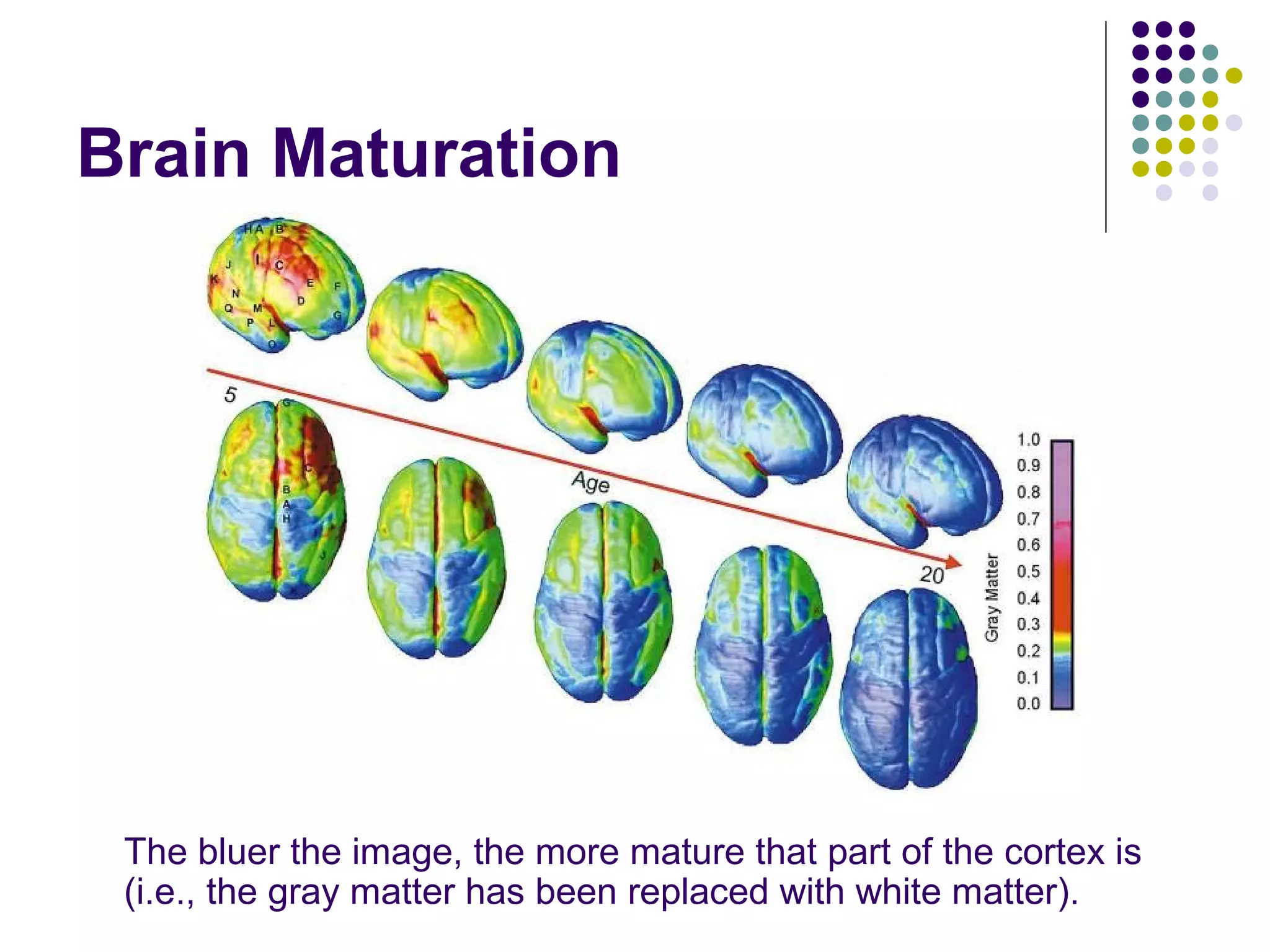 Brain Maturation
The bluer the image, the more mature that part of the cortex is
(i.e., the gray matter has been replaced with white matter).
 