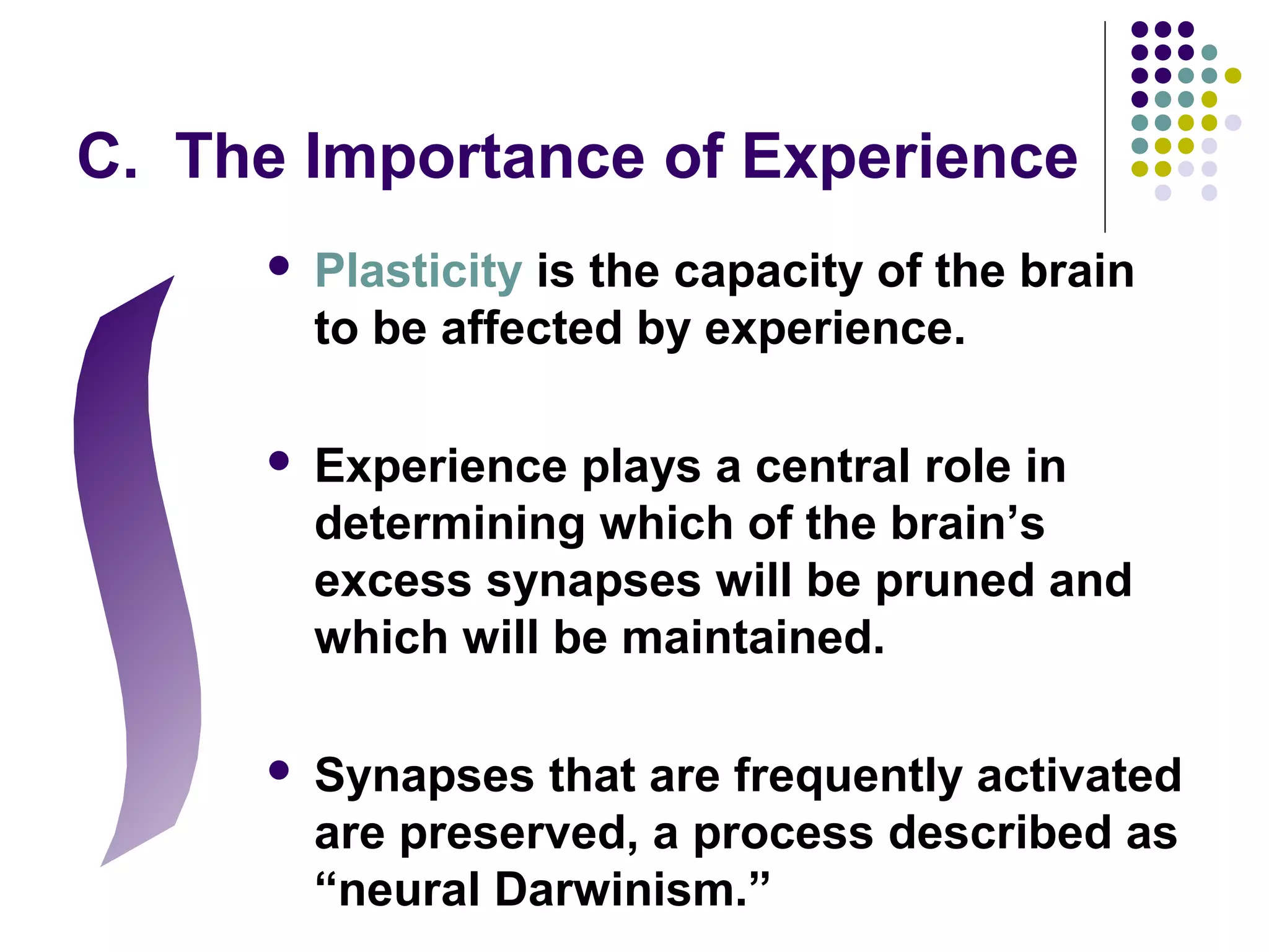 C. The Importance of Experience
 Plasticity is the capacity of the brain
to be affected by experience.
 Experience plays a central role in
determining which of the brain’s
excess synapses will be pruned and
which will be maintained.
 Synapses that are frequently activated
are preserved, a process described as
“neural Darwinism.”
 