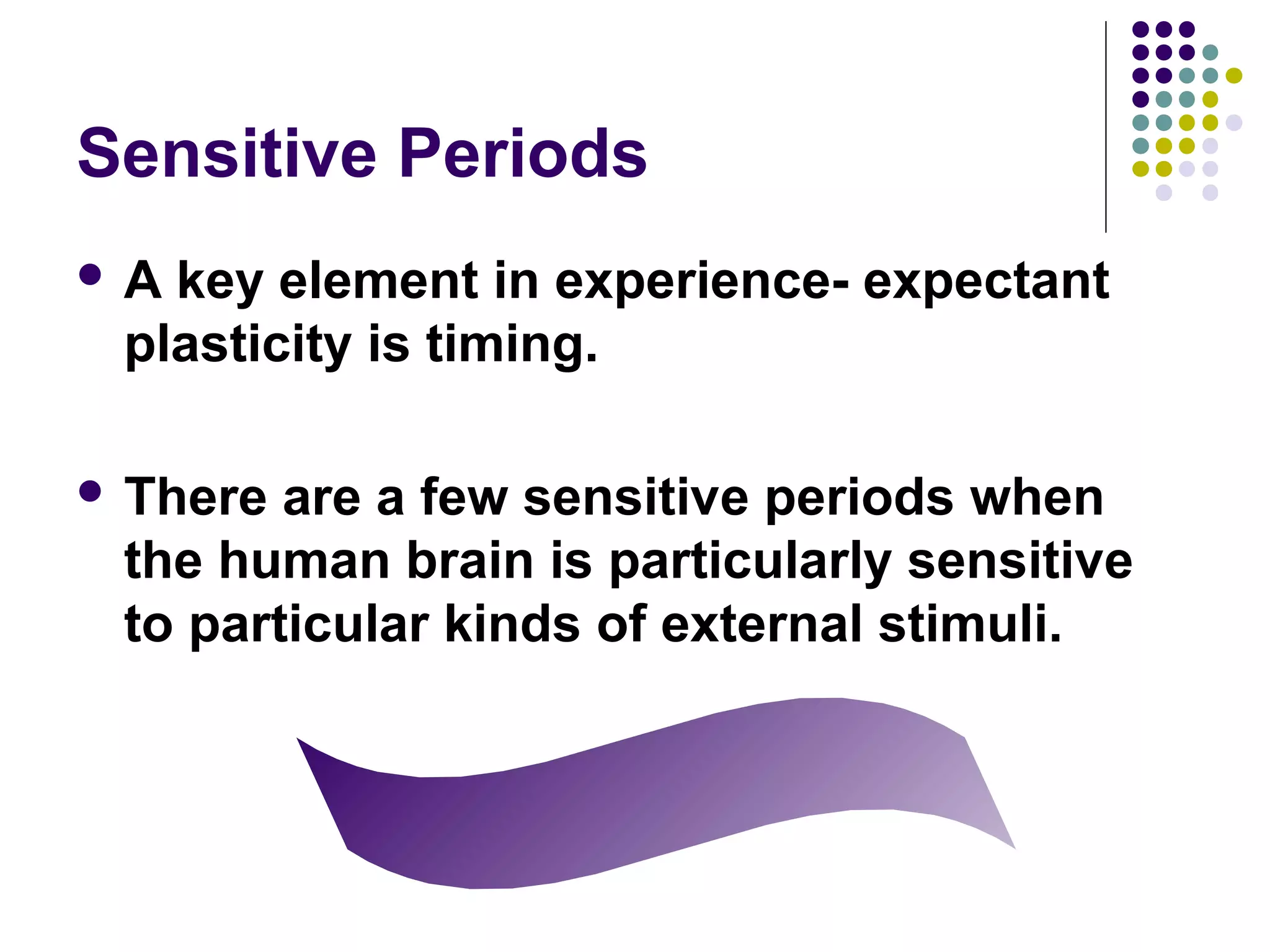 Sensitive Periods
 A key element in experience- expectant
plasticity is timing.
 There are a few sensitive periods when
the human brain is particularly sensitive
to particular kinds of external stimuli.
 