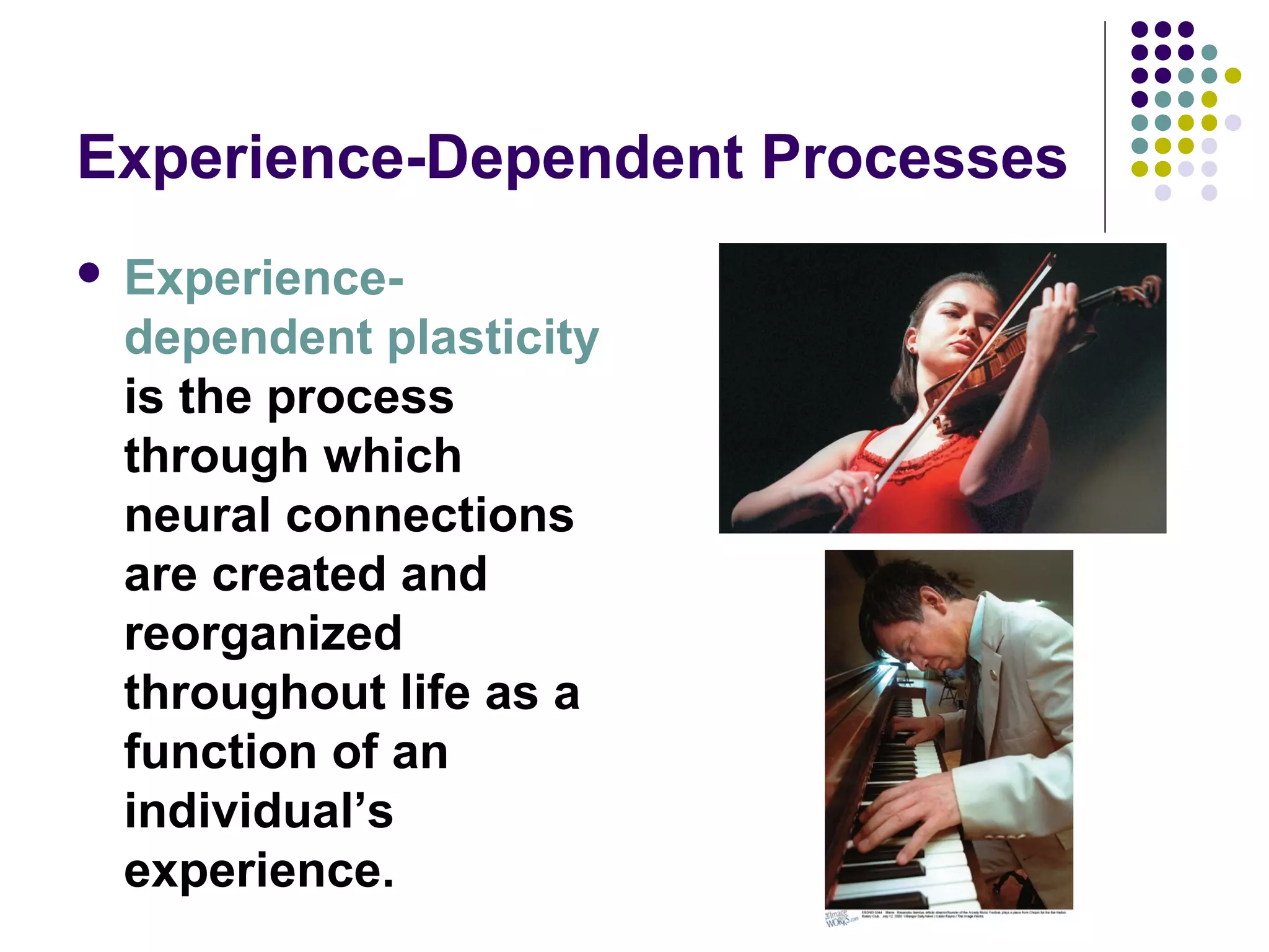 Experience-Dependent Processes
 Experience-
dependent plasticity
is the process
through which
neural connections
are created and
reorganized
throughout life as a
function of an
individual’s
experience.
 