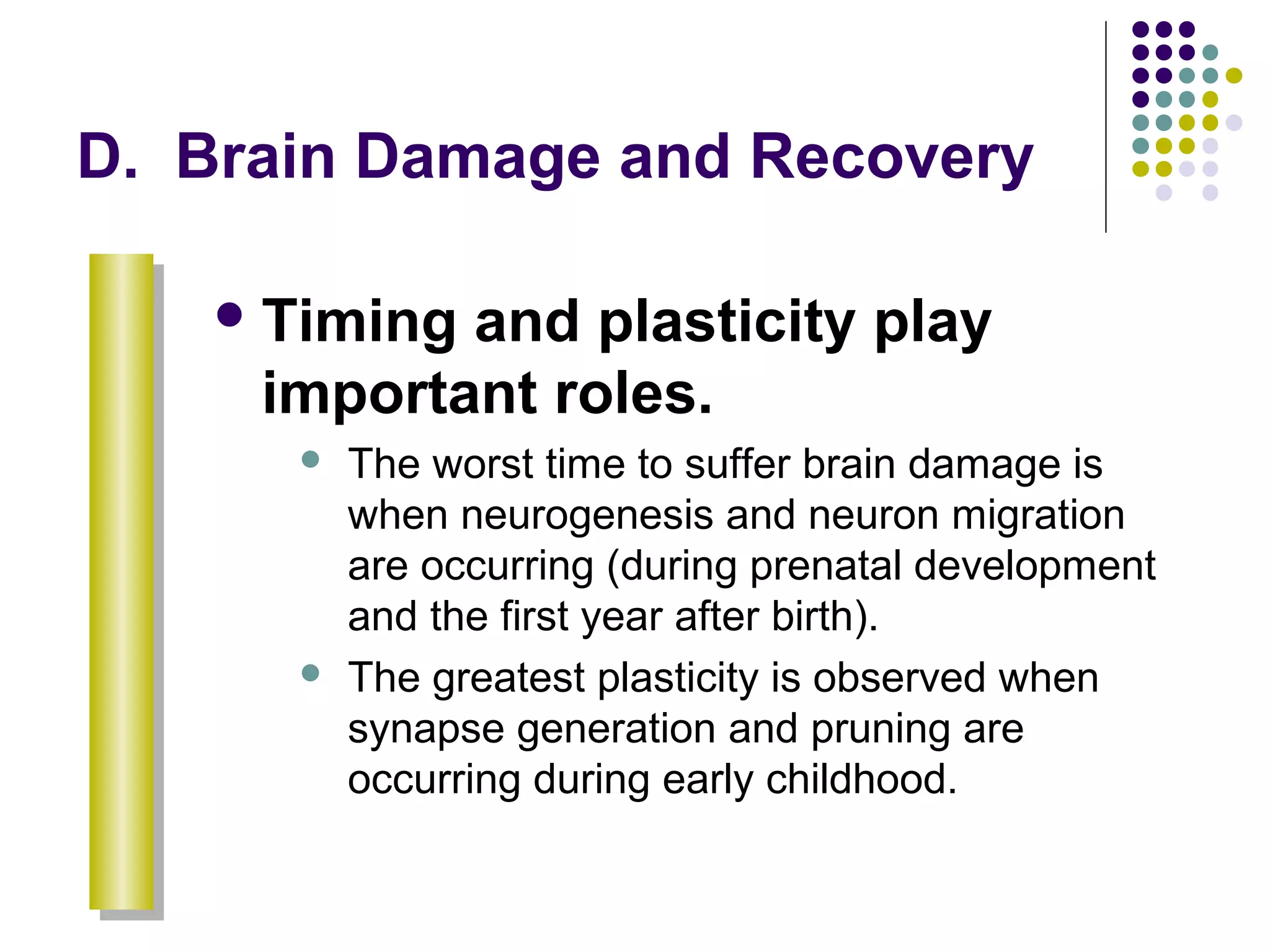 D. Brain Damage and Recovery
Timing and plasticity play
important roles.
 The worst time to suffer brain damage is
when neurogenesis and neuron migration
are occurring (during prenatal development
and the first year after birth).
 The greatest plasticity is observed when
synapse generation and pruning are
occurring during early childhood.
 