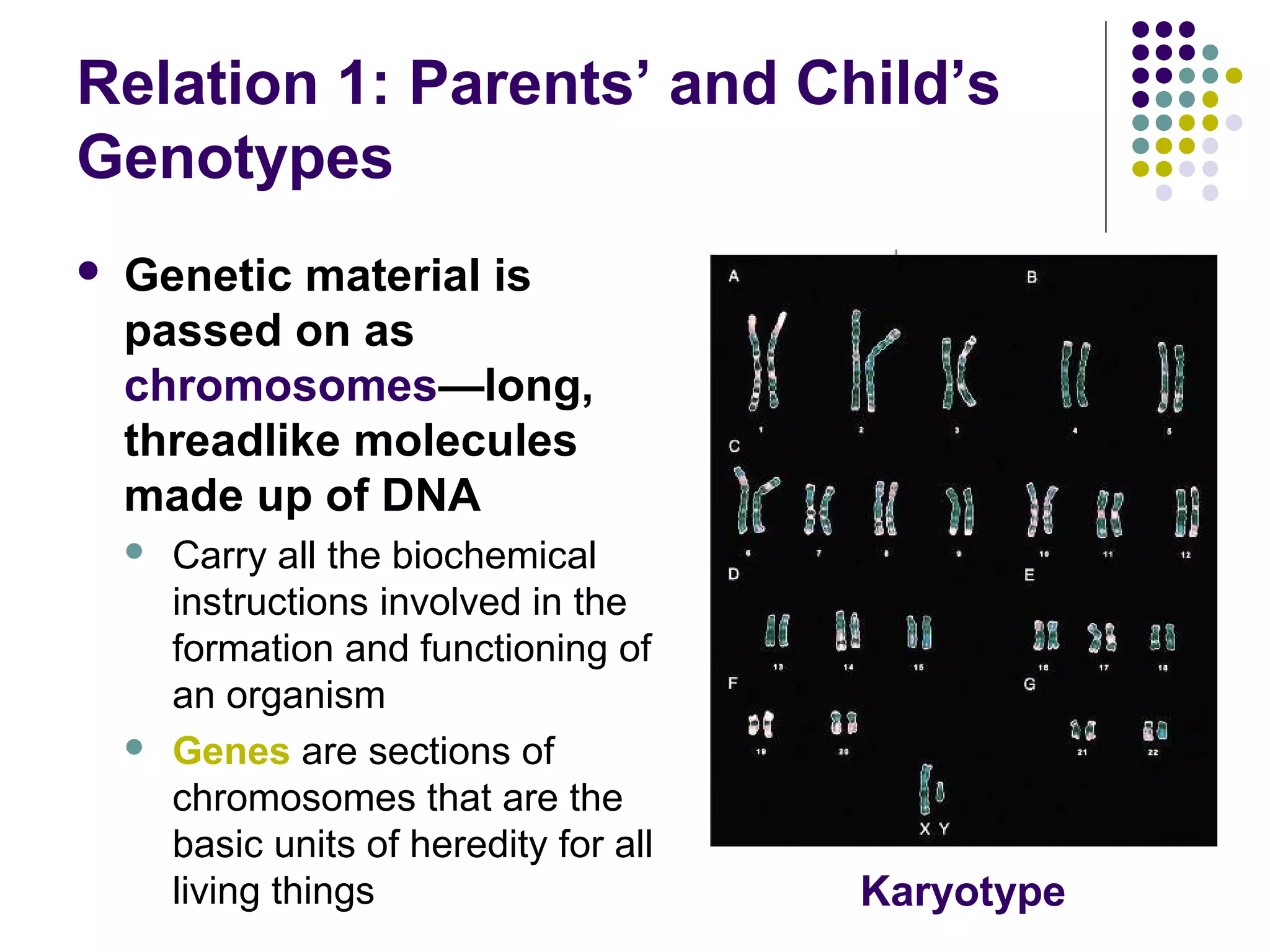 Relation 1: Parents’ and Child’s
Genotypes
 Genetic material is
passed on as
chromosomes—long,
threadlike molecules
made up of DNA
 Carry all the biochemical
instructions involved in the
formation and functioning of
an organism
 Genes are sections of
chromosomes that are the
basic units of heredity for all
living things Karyotype
 