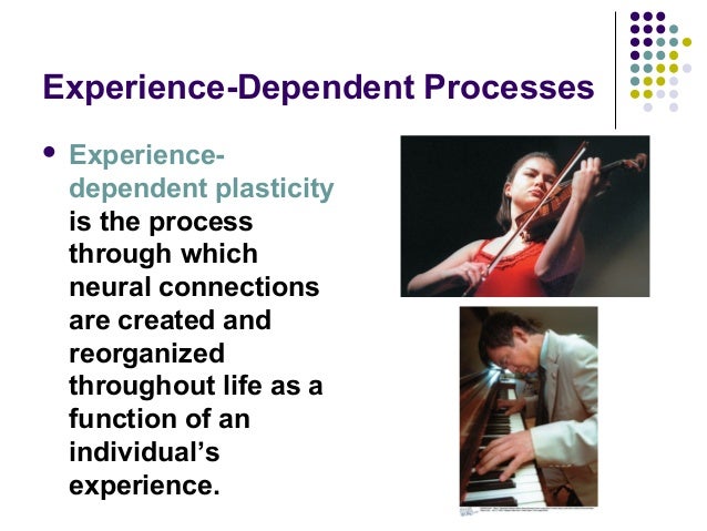 biological foundations experience expectant brain growth