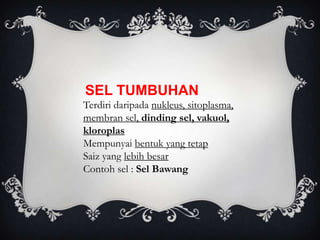 SEL TUMBUHAN
Terdiri daripada nukleus, sitoplasma,
membran sel, dinding sel, vakuol,
kloroplas
Mempunyai bentuk yang tetap
Saiz yang lebih besar
Contoh sel : Sel Bawang
 