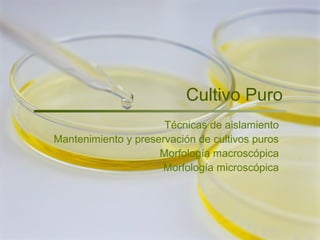 Cultivo Puro
Técnicas de aislamiento
Mantenimiento y preservación de cultivos puros
Morfología macroscópica
Morfología microscópica
 