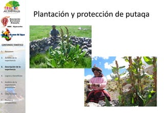 Plantación y protección de putaqa
1. Resumen
2. Ámbito de la
experiencia
3. Descripción de la
experiencia
4. Logros y beneficios
5. Análisis de la
experiencia
presentada
6. Conclusiones
7. Pautas y
perspectivas
CONTENIDO TEMÁTICO
 