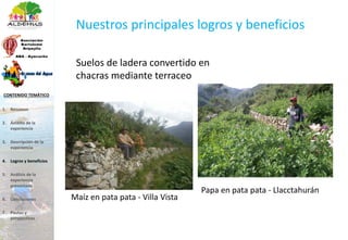 Maíz en pata pata - Villa Vista
Papa en pata pata - Llacctahurán
Suelos de ladera convertido en
chacras mediante terraceo
1. Resumen
2. Ámbito de la
experiencia
3. Descripción de la
experiencia
4. Logros y beneficios
5. Análisis de la
experiencia
presentada
6. Conclusiones
7. Pautas y
perspectivas
CONTENIDO TEMÁTICO
Nuestros principales logros y beneficios
 