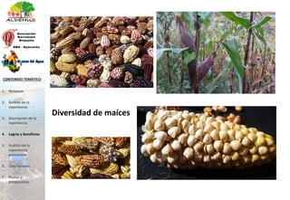 Diversidad de maíces
1. Resumen
2. Ámbito de la
experiencia
3. Descripción de la
experiencia
4. Logros y beneficios
5. Análisis de la
experiencia
presentada
6. Conclusiones
7. Pautas y
perspectivas
CONTENIDO TEMÁTICO
 