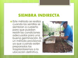 SIEMBRA INDIRECTA 
 Este método se realiza 
cuando las semillas se 
siembran a cubierto 
para que puedan 
resistir las condiciones 
adecuadas para una 
buena germinación. Es 
un método provisional, 
ya que cuando estén 
preparadas las 
trasplantaremos a la 
ubicación definitiva. 
