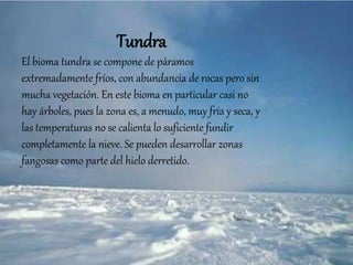 Tundra
El bioma tundra se compone de páramos
extremadamente fríos, con abundancia de rocas pero sin
mucha vegetación. En este bioma en particular casi no
hay árboles, pues la zona es, a menudo, muy fría y seca, y
las temperaturas no se calienta lo suficiente fundir
completamente la nieve. Se pueden desarrollar zonas
fangosas como parte del hielo derretido.
 
