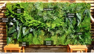 HOJA DE
HIEDRA
MING
FERN
CILANTRILLO
HELECHO
PIEDRA
LUTTI
MUSGO
PLANO
TREE
FERN
lunes 15 de agosto de 2016
 