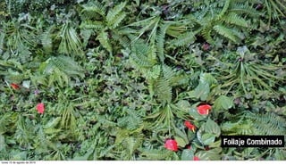 Follaje Combinado
lunes 15 de agosto de 2016
 