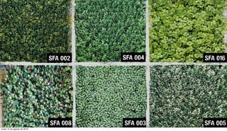 SFA 002 SFA 004 SFA 016
SFA 008 SFA 003 SFA 005
lunes 15 de agosto de 2016
 