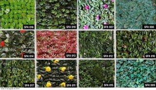 SFA 018
SFA 009
SFA 010
SFA 006
SFA 015
SFA 012
SFA 011
SFA 013
SFA 017
SFA 014
SFA 007SFA 019
lunes 15 de agosto de 2016
 