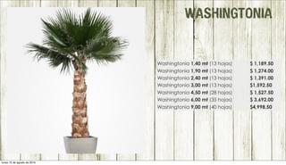 WASHINGTONIA
Washingtonia 1,40 mt (13 hojas) $ 1,189.50
Washingtonia 1,90 mt (13 hojas) $ 1,274.00
Washingtonia 2,40 mt (13 hojas) $ 1,391.00
Washingtonia 3,00 mt (13 hojas) $1,592.50
Washingtonia 4,50 mt (28 hojas) $ 1,527.50
Washingtonia 6,00 mt (35 hojas) $ 3,692.00
Washingtonia 9,00 mt (40 hojas) $4,998.50
lunes 15 de agosto de 2016
 
