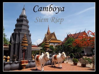 Camboya
Siem Riep
 