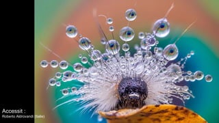 Accessit :
Roberto Aldrovandi (Italie)
 