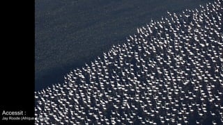 Accessit :
Jay Roode (Afrique du Sud)
 