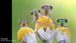 Accessit :
Roberto Aldrovandi (Italie)
 