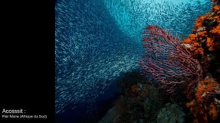 Accessit :
Pier Mane (Afrique du Sud)
 