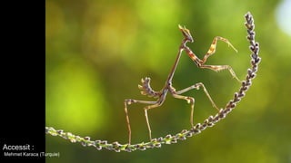 Accessit :
Mehmet Karaca (Turquie)
 