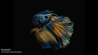 Accessit :
Andi Abdul Halil (Indonésie)
 