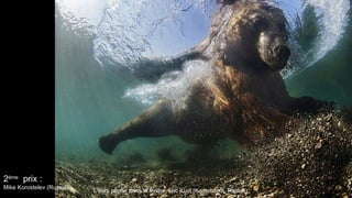 2ème
prix :
Mike Korostelev (Russie)
L'ours pêche dans la rivière. Lac Kuril (Kamchatka, Russie)
 