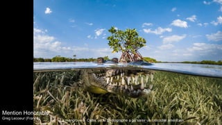 Mention Honorable:
Greg Lecoeur (France)
La mangrove à Cuba, où le photographe a pu saisir un crocodile américain.
 