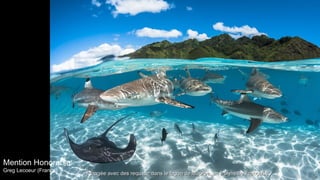 Mention Honorable:
Greg Lecoeur (France)
Plongée avec des requins, dans le lagon de Moorea, en Polynésie FrançaisePlongée avec des requins, dans le lagon de Moorea, en Polynésie Française
 