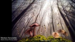 Mention Honorable:
Alberto Ghizzi Panizza (Italie)
image d'automneimage d'automne
 