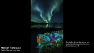 Mention Honorable:
Audun Rikardsen (Norvège)
Des étoiles de mer illuminées parDes étoiles de mer illuminées par
les étoiles célestes et les lumièresles étoiles célestes et les lumières
dansantes du norddansantes du nord
 