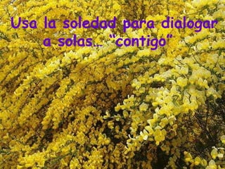 Usa la soledad para dialogar a solas… “contigo”   