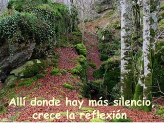 Allí donde hay más silencio, crece la reflexión   