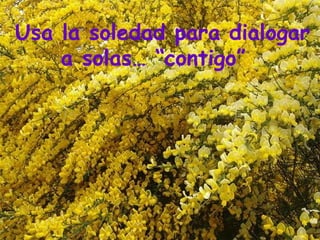Usa la soledad para dialogar a solas… “contigo”   