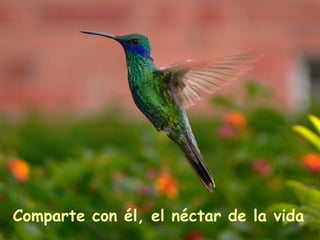 Comparte con él, el néctar de la vida   