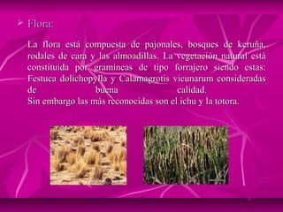    Flora:
    La flora está compuesta de pajonales, bosques de keruña,
    rodales de cara y las almoadillas. La vegetación natural está
    constituida por gramíneas de tipo forrajero siendo estas:
    Festuca dolichopylla y Calamagrotis vicunarum consideradas
    de               buena                calidad.
    Sin embargo las más reconocidas son el ichu y la totora.
 
