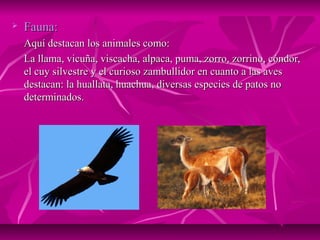    Fauna:
    Aquí destacan los animales como:
    La llama, vicuña, viscacha, alpaca, puma, zorro, zorrino, cóndor,
    el cuy silvestre y el curioso zambullidor en cuanto a las aves
    destacan: la huallata, huachua, diversas especies de patos no
    determinados.
 