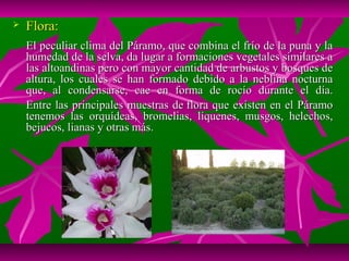    Flora:
    El peculiar clima del Páramo, que combina el frío de la puna y la
    humedad de la selva, da lugar a formaciones vegetales similares a
    las altoandinas pero con mayor cantidad de arbustos y bosques de
    altura, los cuales se han formado debido a la neblina nocturna
    que, al condensarse, cae en forma de rocío durante el día.
    Entre las principales muestras de flora que existen en el Páramo
    tenemos las orquídeas, bromelias, líquenes, musgos, helechos,
    bejucos, lianas y otras más.
 