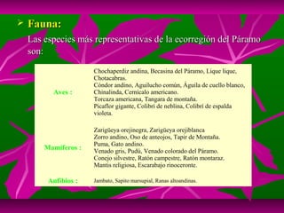    Fauna:
    Las especies más representativas de la ecorregión del Páramo
    son:

                      Chochaperdiz andina, Becasina del Páramo, Lique lique,
                      Chotacabras.
                      Cóndor andino, Aguilucho común, Águila de cuello blanco,
          Aves :      Chinalinda, Cernícalo americano.
                      Torcaza americana, Tangara de montaña.
                      Picaflor gigante, Colibrí de neblina, Colibrí de espalda
                      violeta.

                      Zarigüeya orejinegra, Zarigüeya orejiblanca
                      Zorro andino, Oso de anteojos, Tapir de Montaña.
                      Puma, Gato andino.
        Mamíferos :   Venado gris, Pudú, Venado colorado del Páramo.
                      Conejo silvestre, Ratón campestre, Ratón montaraz.
                      Mantis religiosa, Escarabajo rinoceronte.

         Anfibios :   Jambato, Sapito marsupial, Ranas altoandinas.
 