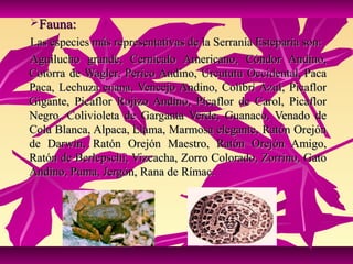 Fauna:
Las especies más representativas de la Serranía Esteparia son:
Aguilucho grande, Cernícalo Americano, Cóndor Andino,
Cotorra de Wagler, Perico Andino, Urcututu Occidental, Paca
Paca, Lechuza enana, Vencejo Andino, Colibrí Azul, Picaflor
Gigante, Picaflor Rojizo Andino, Picaflor de Carol, Picaflor
Negro, Colivioleta de Garganta Verde, Guanaco, Venado de
Cola Blanca, Alpaca, Llama, Marmosa elegante, Ratón Orejón
de Darwin, Ratón Orejón Maestro, Ratón Orejón Amigo,
Ratón de Berlepschi, Vizcacha, Zorro Colorado, Zorrino, Gato
Andino, Puma, Jergón, Rana de Rímac.
 
