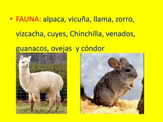 • FAUNA: alpaca, vicuña, llama, zorro,
vizcacha, cuyes, Chinchilla, venados,
guanacos, ovejas y cóndor