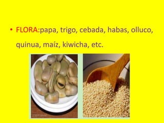 • FLORA:papa, trigo, cebada, habas, olluco,
quinua, maíz, kiwicha, etc.