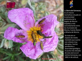 La Sierra de Carrascoy
es un macizo
montañoso situado en
la comunidad
autónoma de la
Región de Murcia
(España) y más
concretamente entre
los municipios de
Murcia, Fuente Álamo
y Alhama de Murcia.
Se trata de un
espacio de media
montaña que cuenta
con relieves muy
abruptos, fuertes
pendientes y
diversidad geológica.
El punto más elevado
de esta sierra es el
vértice Carrascoy, con
1065 m de altitud,
 