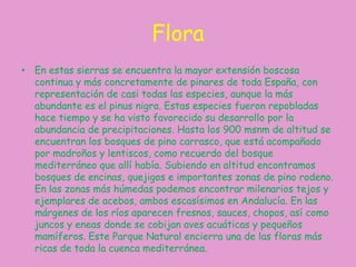 FloraEn estas sierras se encuentra la mayor extensión boscosa continua y más concretamente de pinares de toda España, con representación de casi todas las especies, aunque la más abundante es el pinusnigra. Estas especies fueron repobladas hace tiempo y se ha visto favorecido su desarrollo por la abundancia de precipitaciones. Hasta los 900 msnm de altitud se encuentran los bosques de pino carrasco, que está acompañado por madroños y lentiscos, como recuerdo del bosque mediterráneo que allí había. Subiendo en altitud encontramos bosques de encinas, quejigos e importantes zonas de pino rodeno. En las zonas más húmedas podemos encontrar milenarios tejos y ejemplares de acebos, ambos escasísimos en Andalucía. En las márgenes de los ríos aparecen fresnos, sauces, chopos,así como juncos y eneas donde se cobijan aves acuáticas y pequeños mamíferos. Este Parque Natural encierra una de las floras más ricas de toda la cuenca mediterránea. 