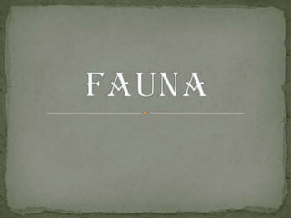 FAUNA