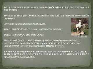 De las especies incluidas en la Directiva Hábitats se encuentran las siguientes:Invertebrados (Macromia splendens, Oxygastra curtisii, Euphydryas aurinia).Anfibios (Discoglossus jeanneae).Reptiles (Emys orbicularis, Mauremys leprosa).Peces (Chondrostoma polylepis).Mamíferos (Rhinolophus mehelyi, Rhinolophus hipposideros, Rhinolophus ferrum-equinum, Rhinolophus euryale, Miniopterus schreibersii, Myotis emarginatus, Myotis myotis).La Sierra de Grazalema dispone de una de las mayores colonias de buitres leonados de Europa y algunas parejas de alimoches, especie gravemente amenazada.Alimoche