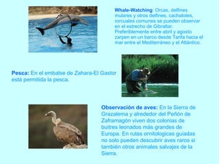 Whale-Watching :   Orcas, delfines mulares y otros delfines, cachalotes, rorcuales comunes se pueden observar en el estrecho de Gibraltar. Preferiblemente entre abril y agosto zarpen en un barco desde Tarifa hacia el mar entre el Mediterráneo y el Atlántico. Pesca:   En el embalse de Zahara-El Gastor está permitida la pesca. Observación de aves:   En la Sierra de Grazalema y alrededor del Peñón de Zaframagón viven dos colonias de buitres leonados más grandes de Europa. En rutas ornitologicas guiadas no solo pueden descubrir aves raros si también otros animales salvajes de la Sierra.   